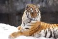Хотите «усыновить» тигра? Идеи WWF и ваши возможности