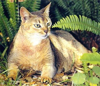 Абиссинская кошка Абиссинская кошка