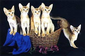 Абиссинские котята Абиссинские котята