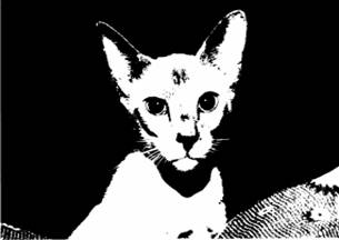 Сиамская кошка