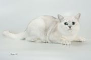  CHESTER NEVSTAR -   (British shorthair)