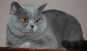  BONIK SHALATUR -   (British shorthair)