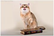  BIG BEN GOLDEN\'IDT -   (British shorthair)
