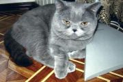  Baks Don King -   (British shorthair)