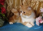  FUZZ BAND DEMETRA OF ELITA -  (Exotic shorthair)