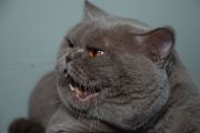     -   (British shorthair)