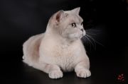  Muslina Princess  Beauty Kittana's -   (British shorthair)