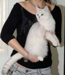 BO.NA.MU. KAYRA OF ELIT BELL -   (British shorthair)