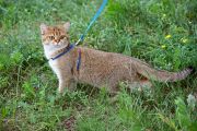  Ceana Cailean Gatto deREY*RUS -   (British shorthair)
