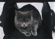  ALEKSA  DON  LAMARIS  -   (British shorthair)