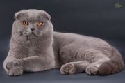  Fluffy Bombastic -   (Scottish fold)