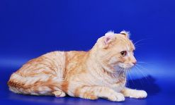  SOLOMON -     (American curl shorthair)