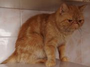  SOPHIA  GOLDEN  ROSE -  (Exotic shorthair)