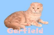  Garfield Julia\'s Cat -   (Scottish fold)