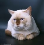  Feli-Cat Absolute -   (British shorthair)