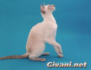  Barvinok Givani -  (Siamese)